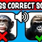 【注目の島】GUESS CORRECT SOUND 🔊