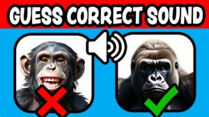 【注目の島】GUESS CORRECT SOUND 🔊