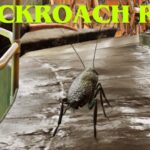 【注目の島】Cockroach Run