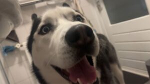 【注目の島】BOXED LIKE DAWG🐺📦